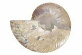 Cut & Polished Ammonite Fossil (Half) - Madagascar #223144-1